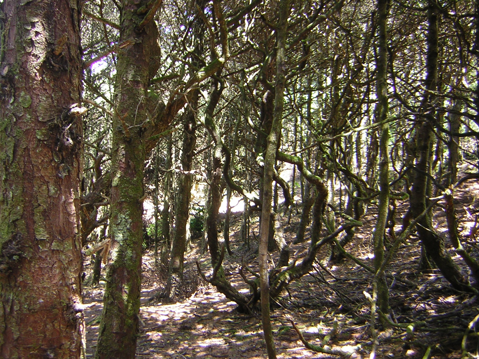 DSCN2234.jpg