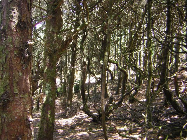 DSCN2234.jpg