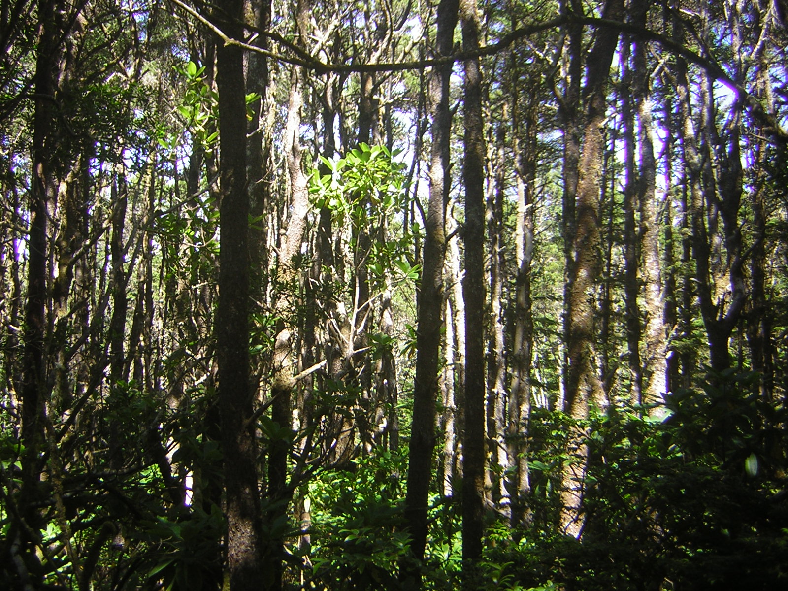 DSCN2259.jpg