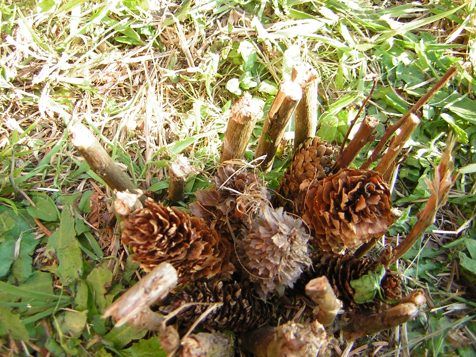 DSCN2339.jpg