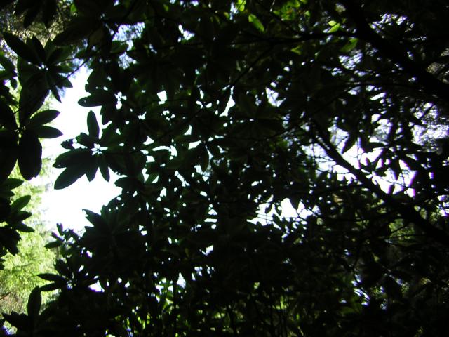 DSCN2376.jpg