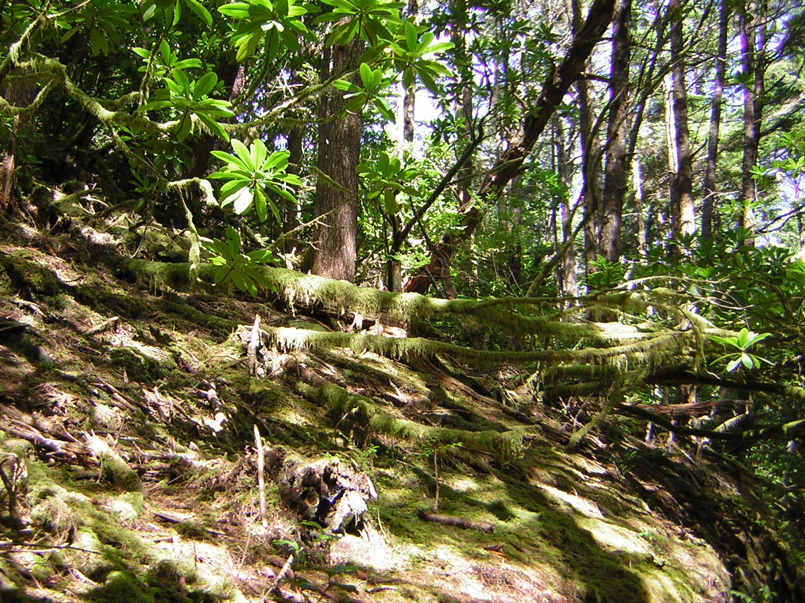 DSCN2378.jpg