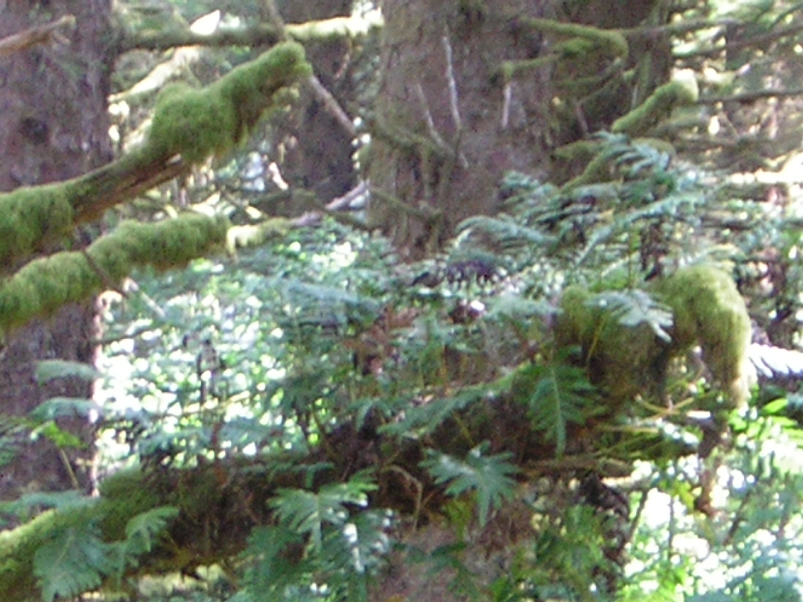 DSCN2385.jpg