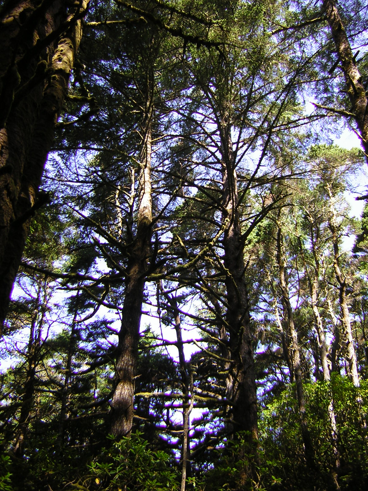DSCN2388.jpg