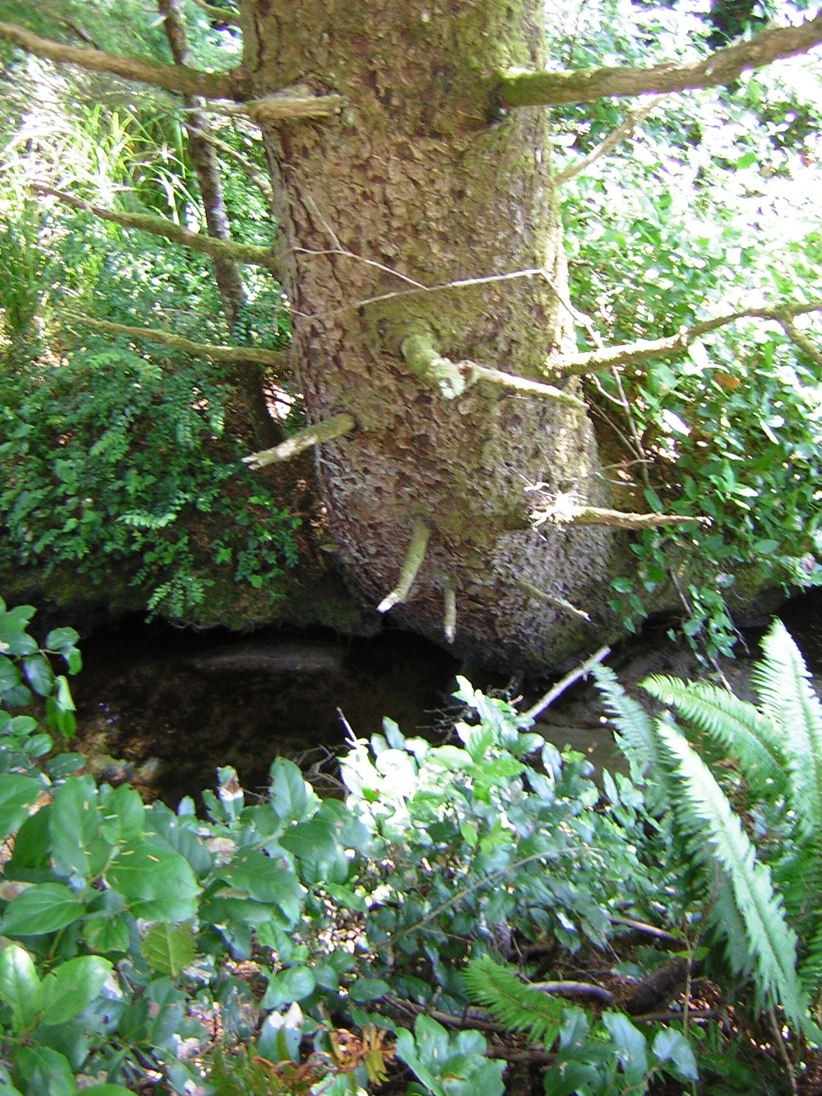 DSCN2391.jpg