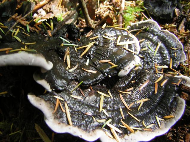 DSCN2396.jpg
