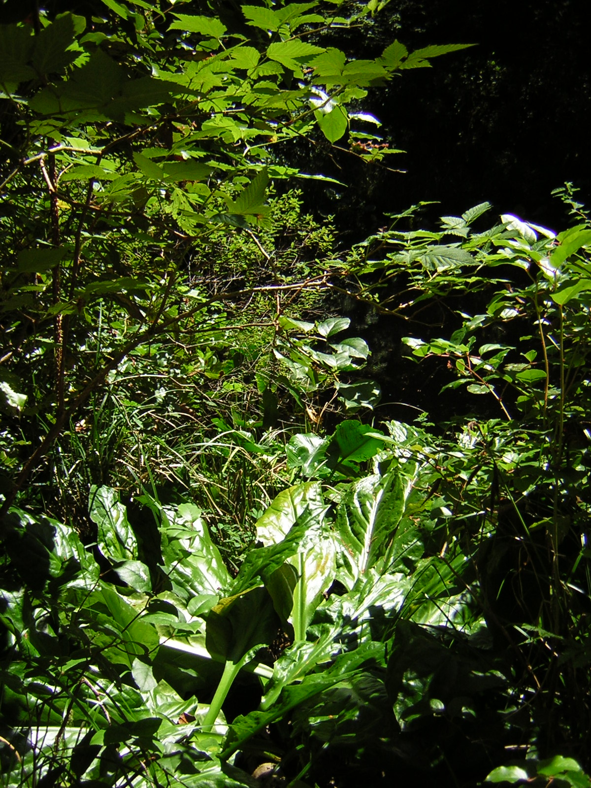 DSCN2397.jpg