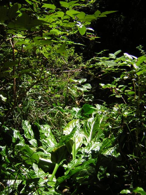 DSCN2397.jpg