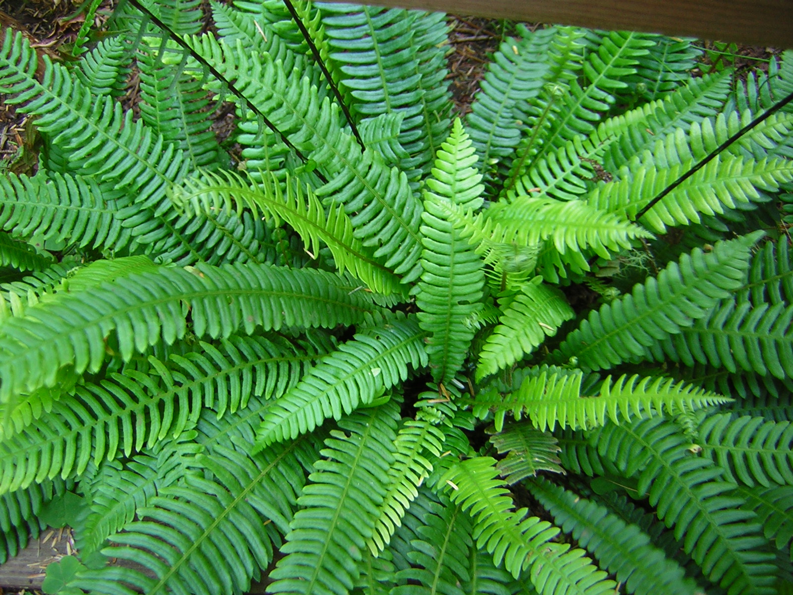 DSCN2410.jpg