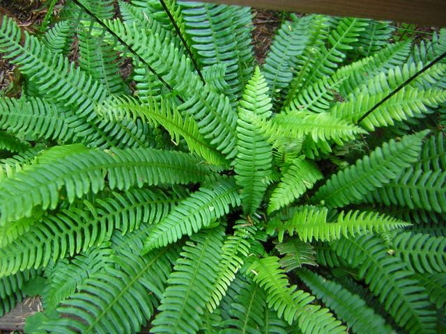DSCN2410.jpg