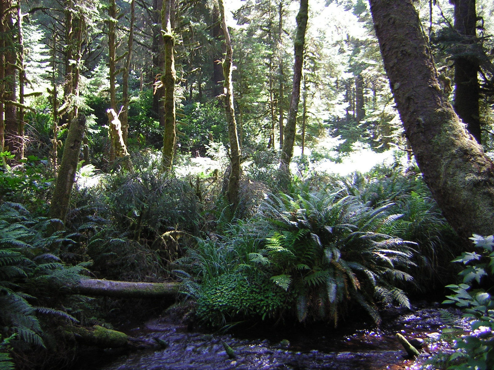 DSCN2411.jpg