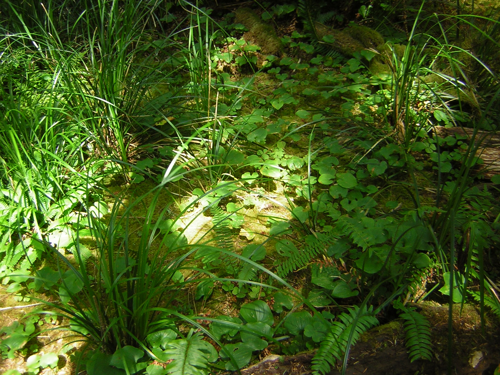 DSCN2414.jpg