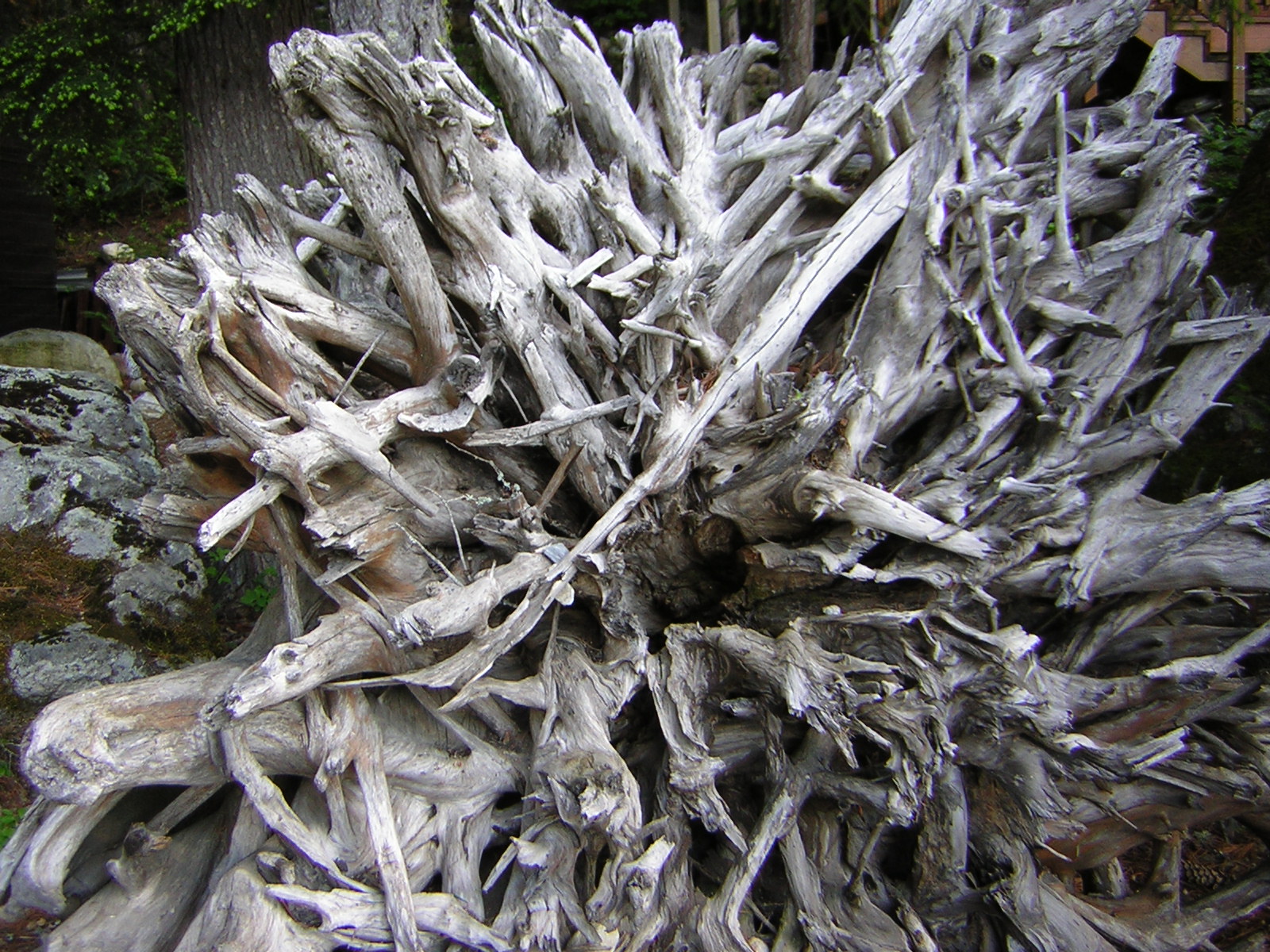 DSCN1871.jpg