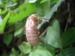 Cicadas in VA