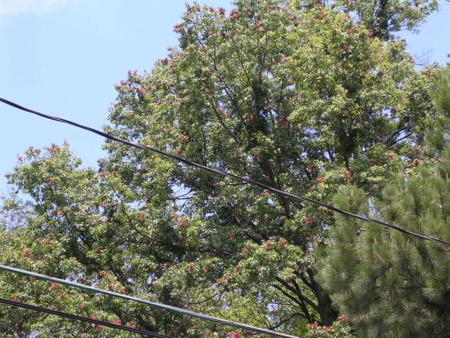 dscn2323.jpg