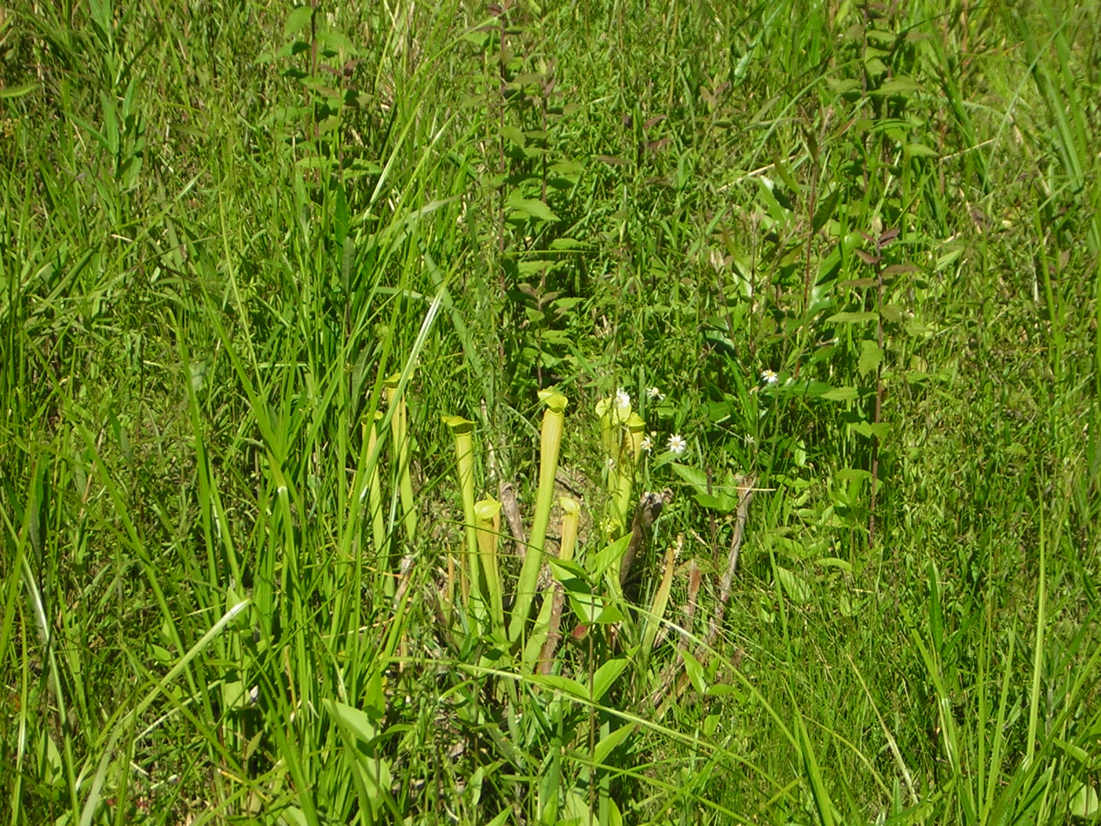 DSCN1554.jpg