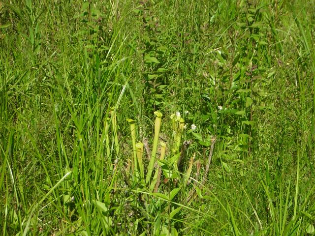DSCN1554.jpg