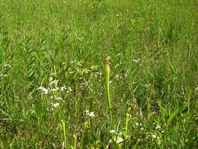 DSCN1558.jpg