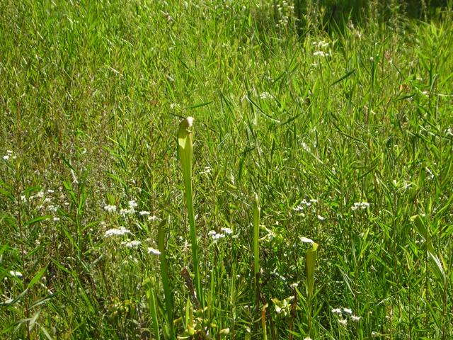 DSCN1559.jpg