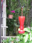 Ruby-throated Hummingbirds
