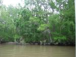 Swamp tour