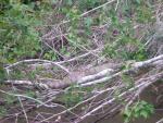DSCN1629.jpg
