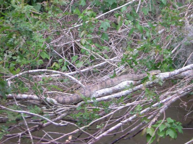 DSCN1629.jpg