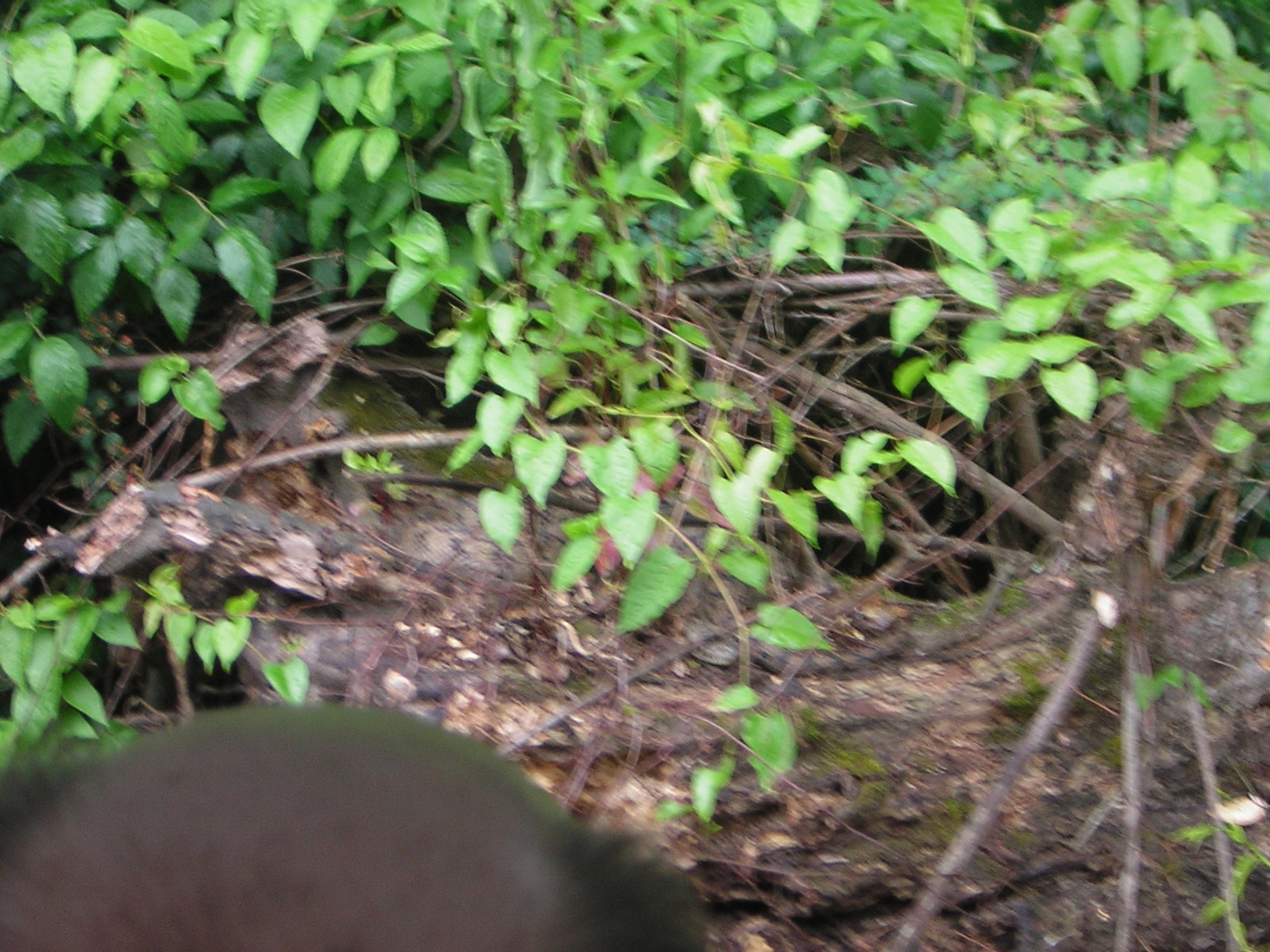 DSCN1645.jpg