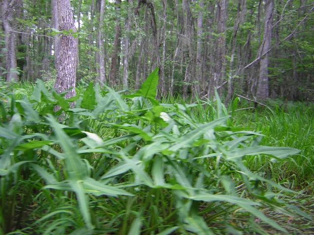 DSCN1657.jpg