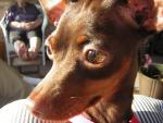 Minnie the Min Pin