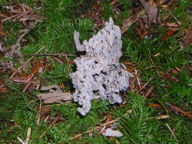 DSCN0684.jpg
