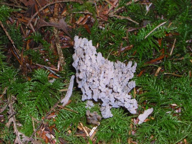 DSCN0685.jpg