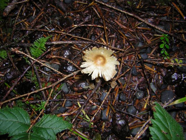 DSCN0688.jpg