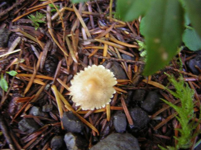 DSCN0690.jpg