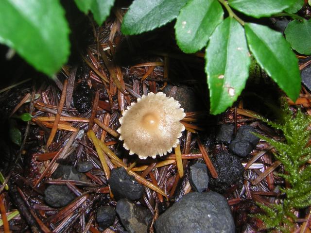 DSCN0691.jpg