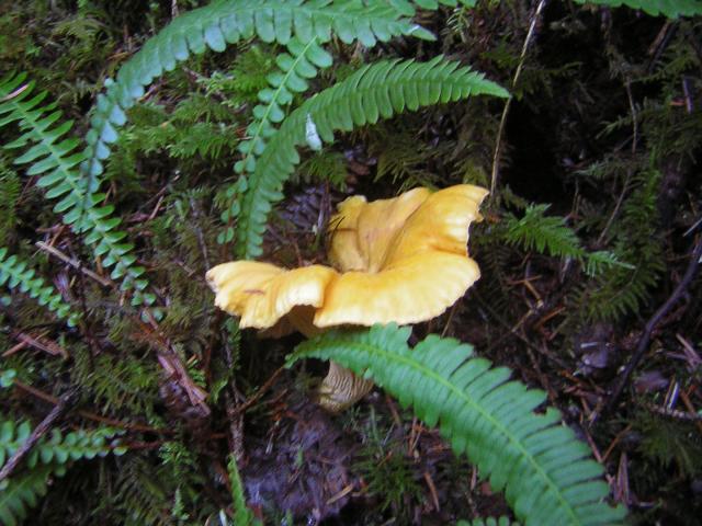 DSCN0702.jpg
