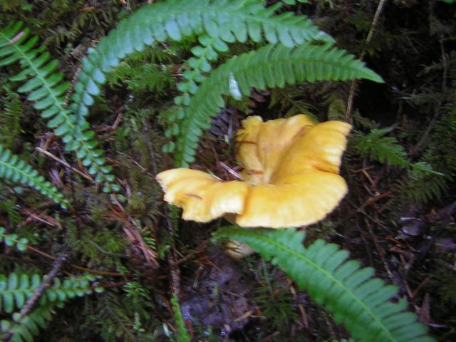 DSCN0703.jpg