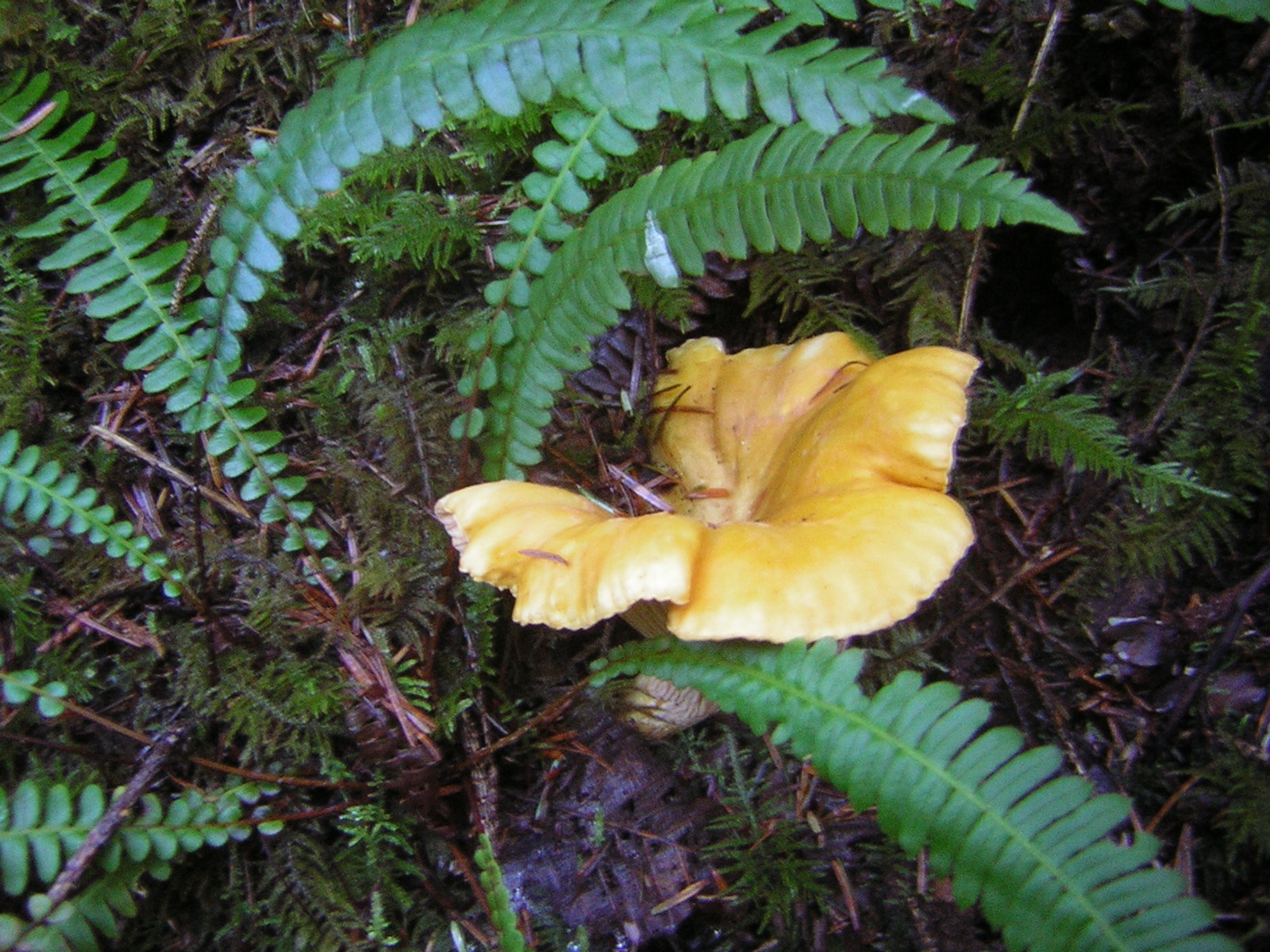 DSCN0704.jpg