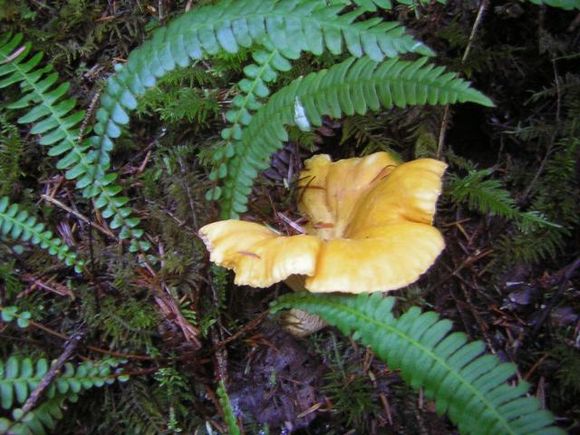 DSCN0704.jpg