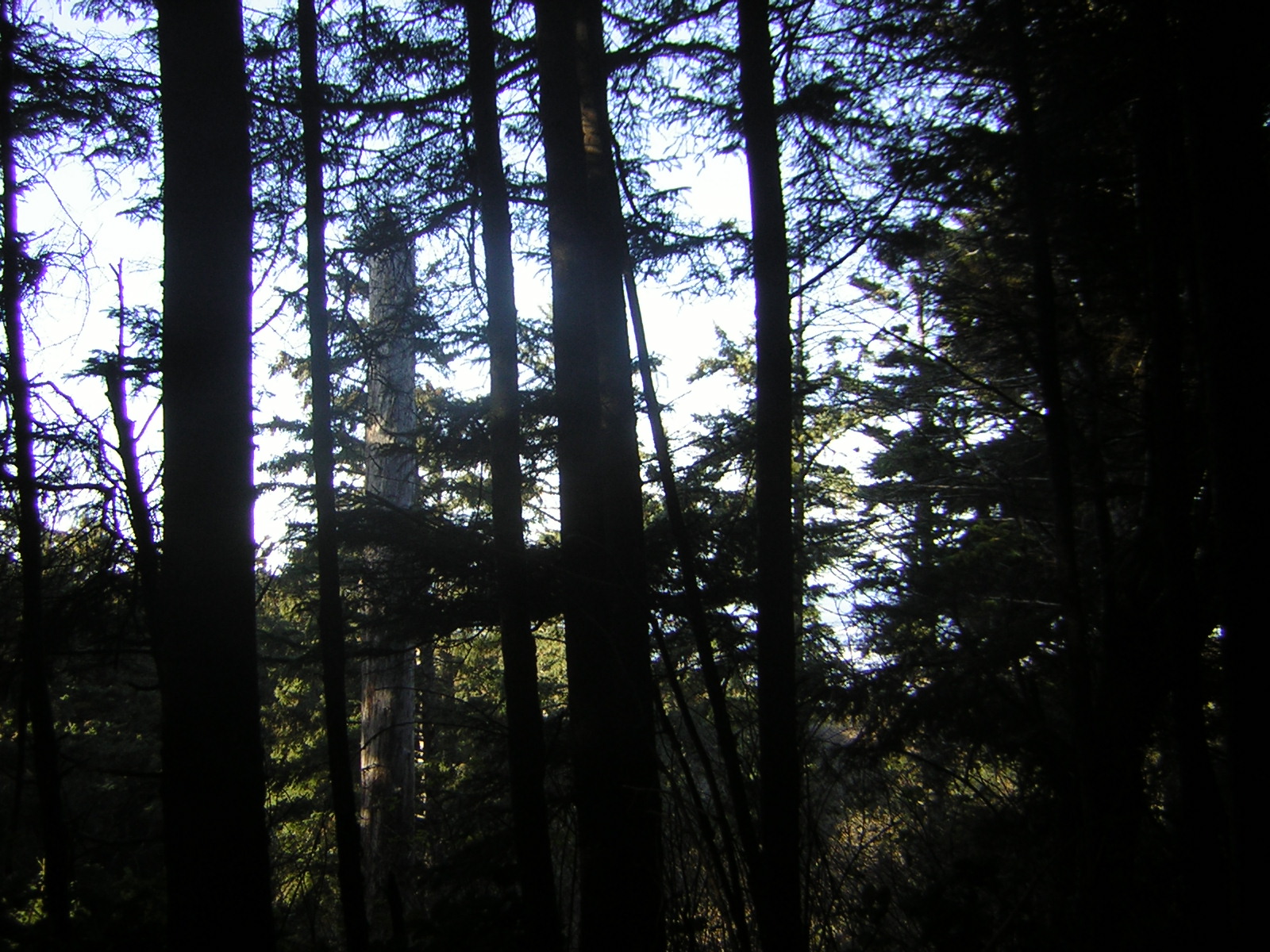 DSCN0707.jpg