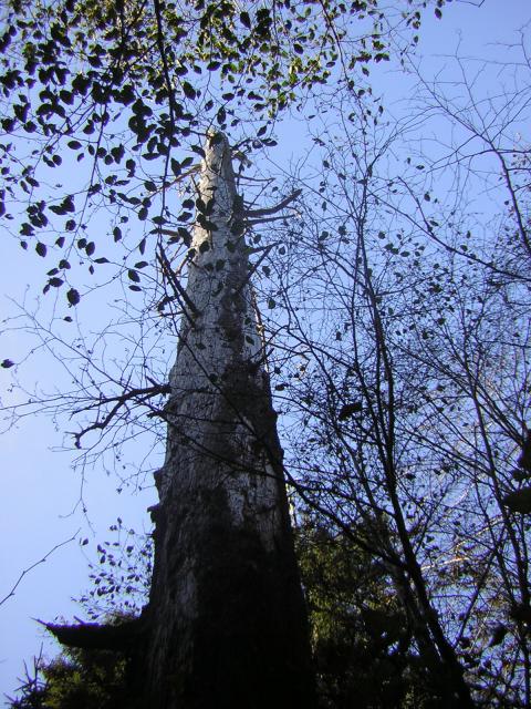 DSCN0709.jpg