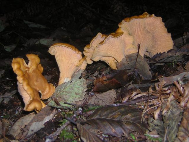 DSCN0722.jpg