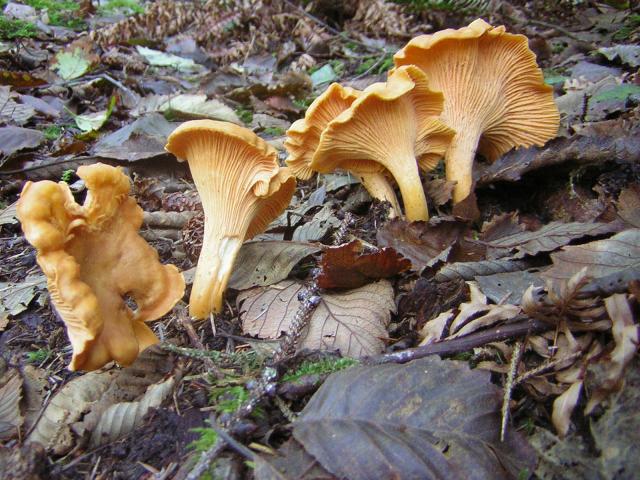 DSCN0723.jpg