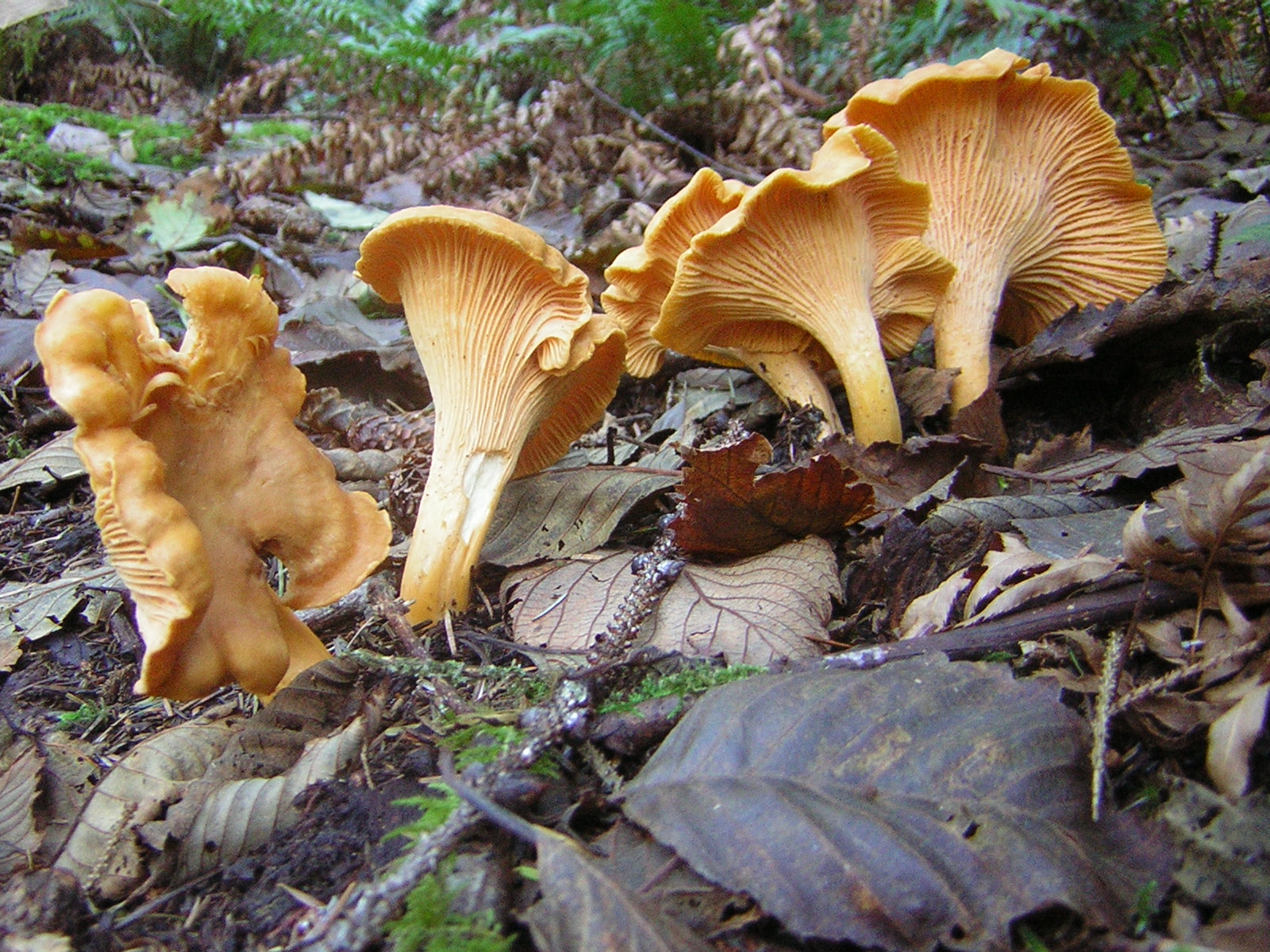 DSCN0724.jpg