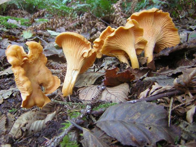 DSCN0724.jpg