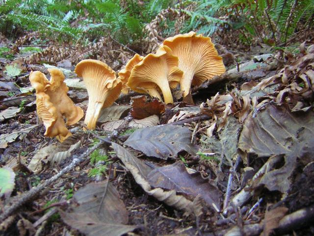 DSCN0725.jpg