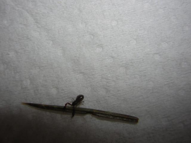DSCN0726.jpg