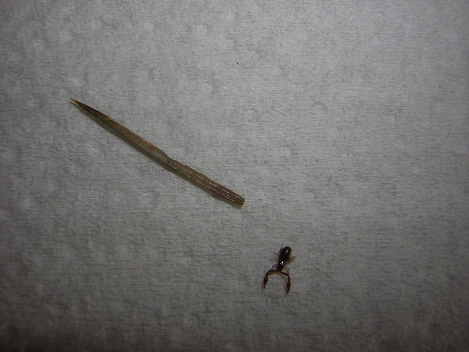 DSCN0728.jpg