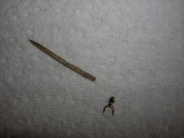 DSCN0728.jpg