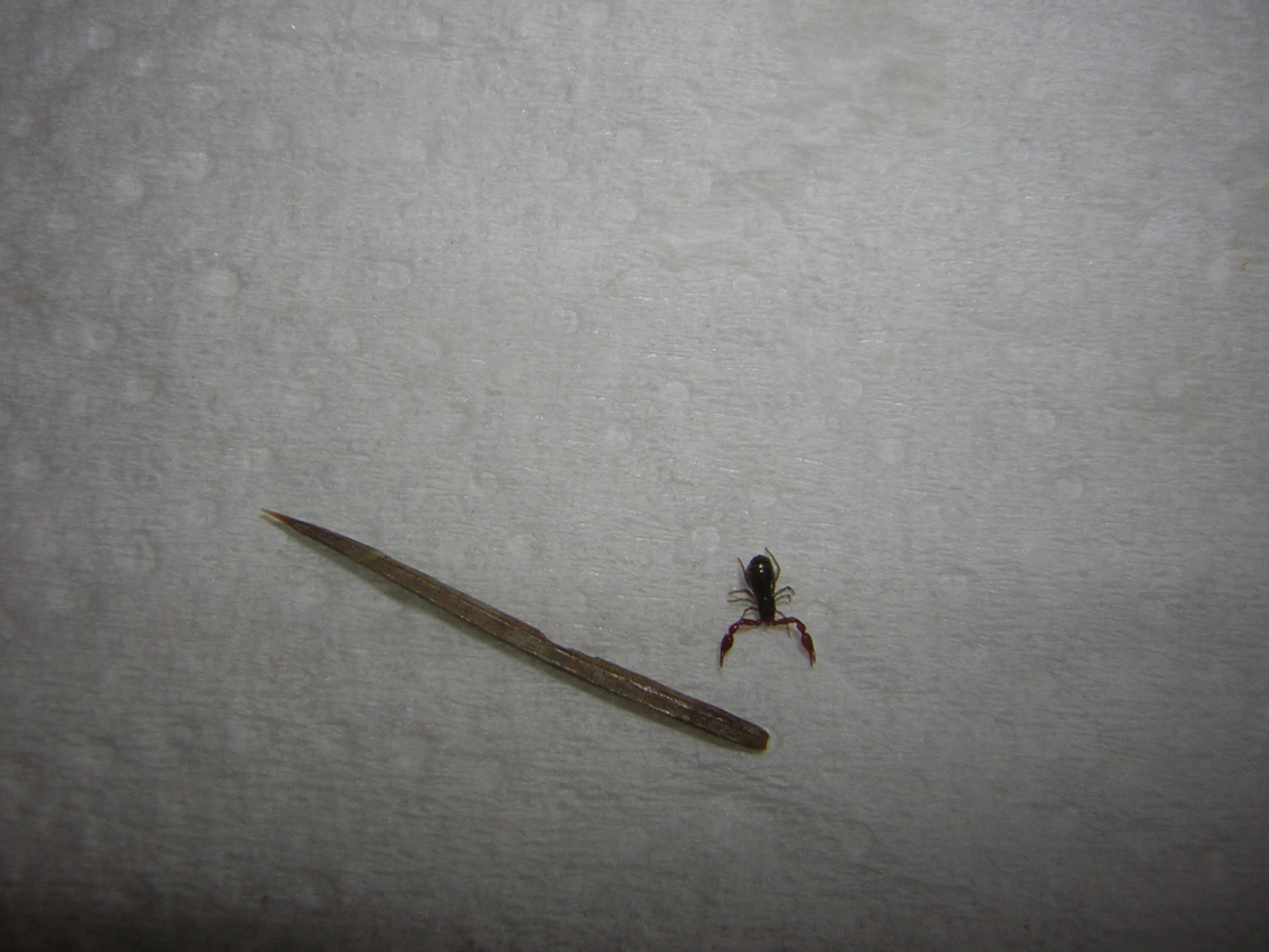 DSCN0729.jpg